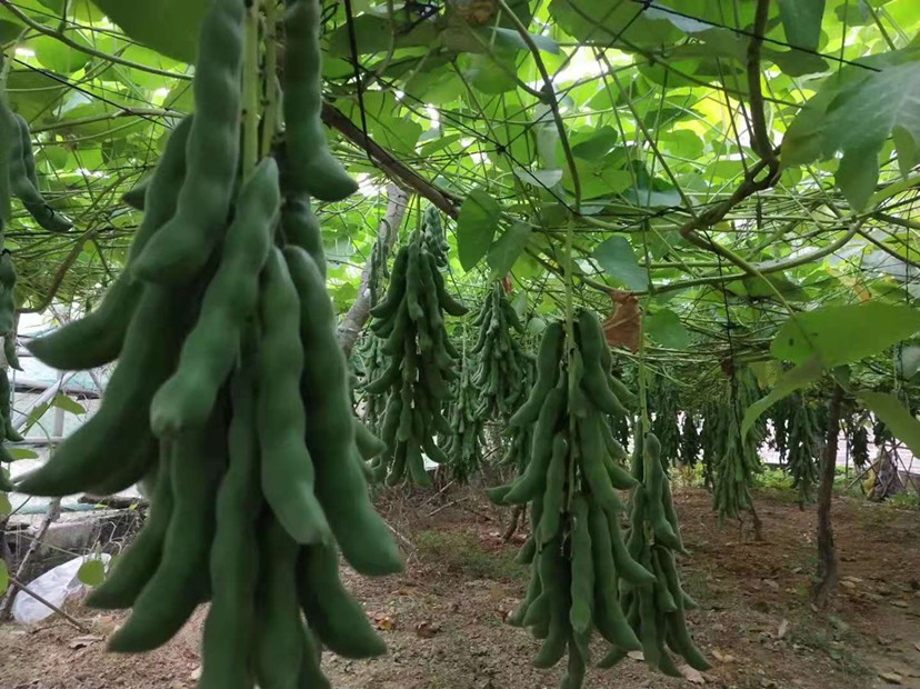 新鲜狗爪豆狗儿豆猫爪豆猫儿豆产地直发可发整车物流快递一件代发