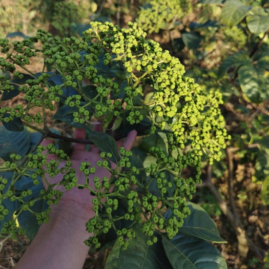 河池纯正江西中花吴茱萸大苗，树衣子苗，健康成活率好。