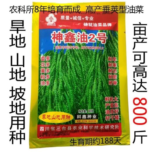沭阳县神鑫油2号旱地山地专用油菜种子亩产可达800斤垂荚型田地不宜