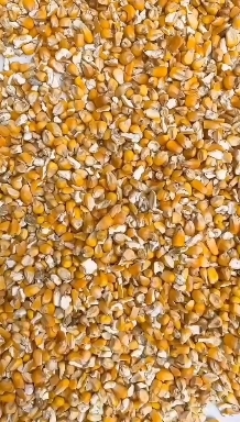 菏泽大大降低养殖成本，碎玉米鸡鸭鹅，牛羊猪