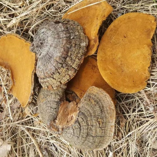 包邮湖北桑黄桑树桑金边桑黄泡水食药用菌