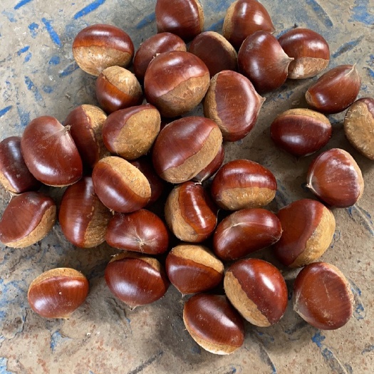 油栗，种植户