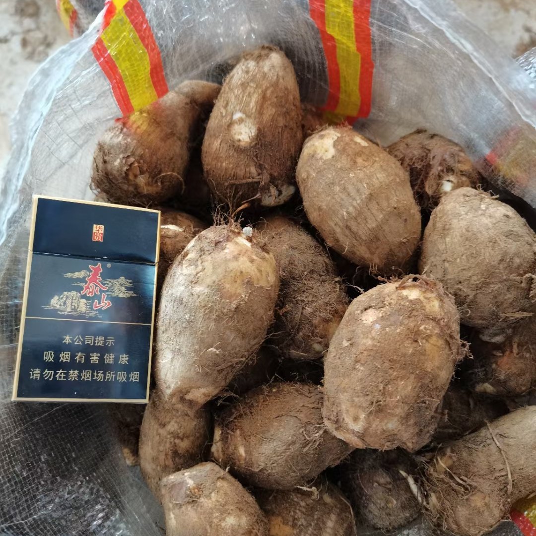 毛芋头，种子8520、豆包大球中球小球二母通货、保质保量
