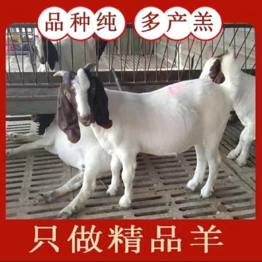 宿州纯种波尔山羊，种公羊繁育母羊，怀孕母羊基地直销。