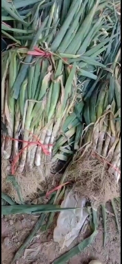 西宁毛葱