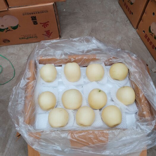 石家庄河北皇冠梨 大量出售皇冠梨