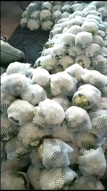 邯郸精品菜花  量大价优  可视频看货