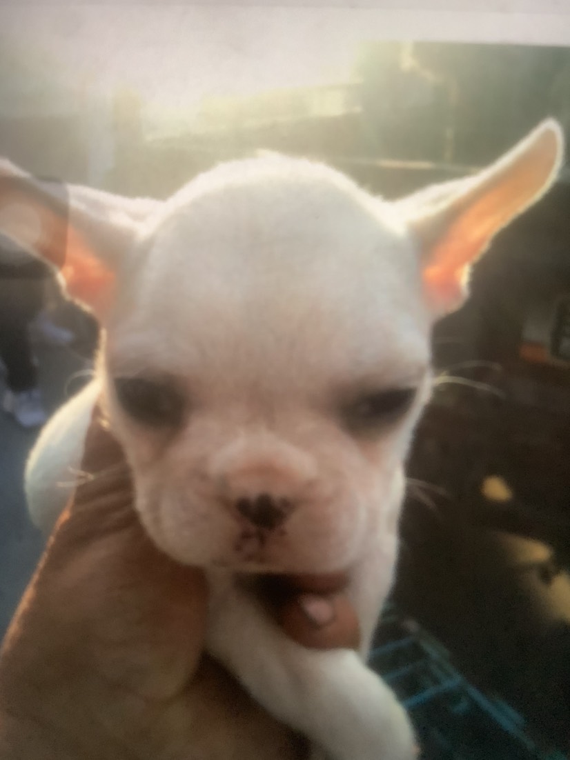 法国斗牛犬