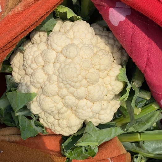 邯郸本地菜花大量上市，物美价优