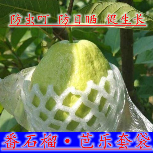 安远县番石榴网套袋水果防虫一体袋芭乐套袋泡沫保护袋树上用包水果防晒