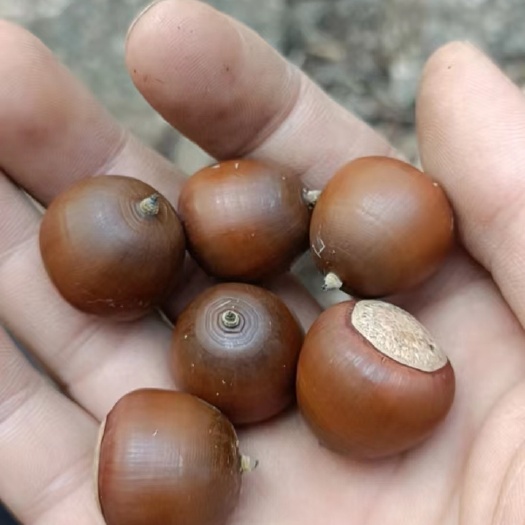 和顺县橡子，青冈栎，麻栎子，栓皮栎子，赤皮青冈子，槲栎子，