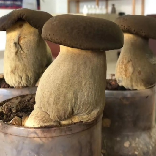 景洪市黑牛肝菌