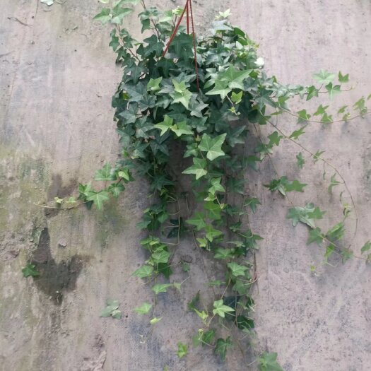 成都常春藤大量出货