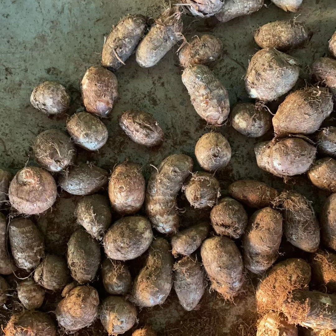 毛芋头，种子8520、豆包大球中球小球二母通货、保质保量