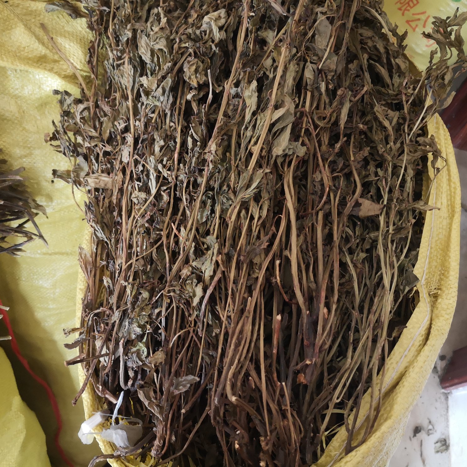 马关县灵香草