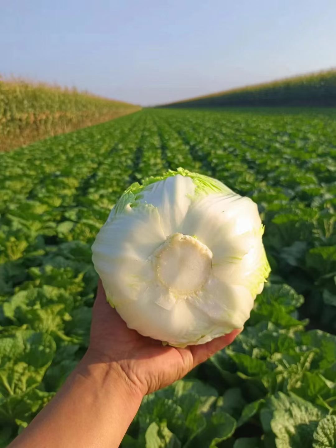 精品黄心白菜玲珑黄酸菜厂，泡菜厂货