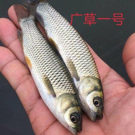 关岭县一号草鱼苗，渔场发货，送货上门，包技术，。。。