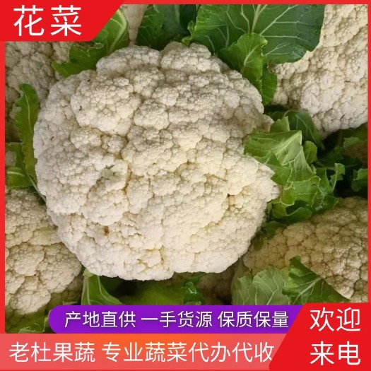 天门市花菜 松花菜 产地直供 一手货源