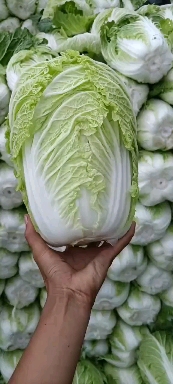 精品黄心白菜玲珑黄酸菜厂，泡菜厂货