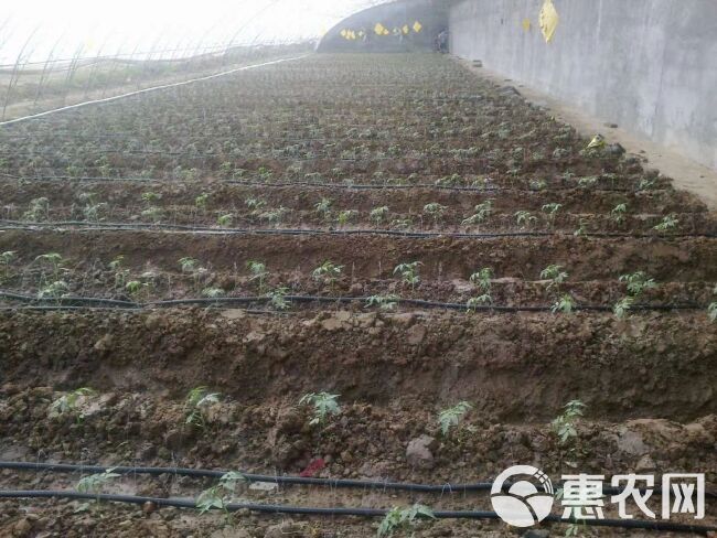 滴灌带滴管农用滴灌管大棚蔬菜16mm贴片式农用水带番茄辣椒滴