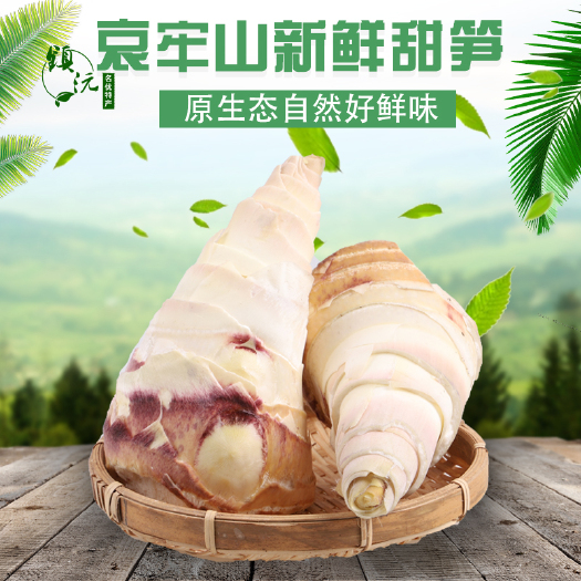镇沅县云南竹笋新鲜甜笋真宗普洱镇沅高原当季蔬菜现挖脆嫩春笋特产空运