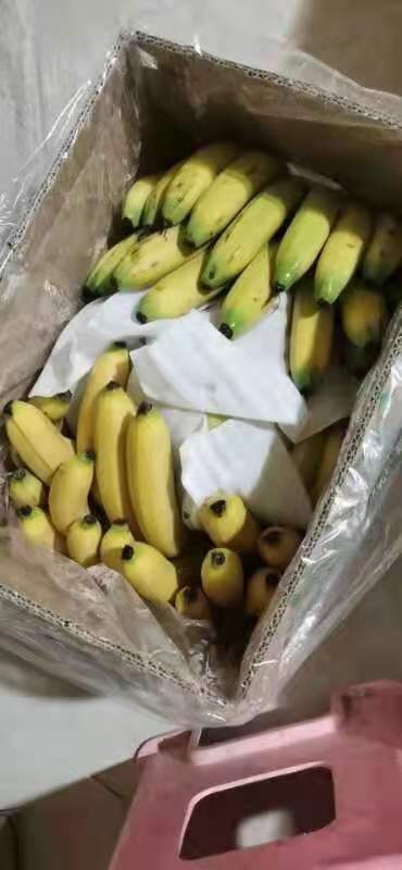 淄博香蕉云南广西香蕉精品香蕉量大团购商超