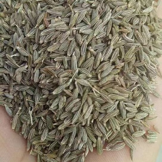 中牟县新季纯正新疆孜然