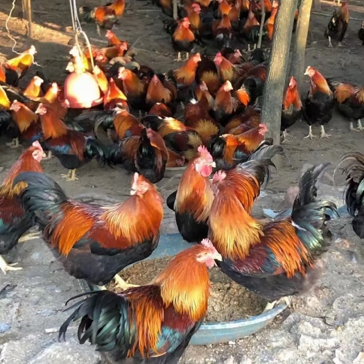 佛山290天杂粮阉鸡