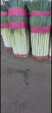 西宁钢葱