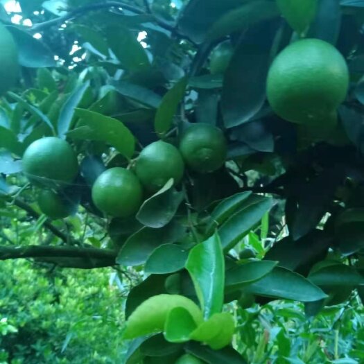白柠檬又名塔西提柠檬