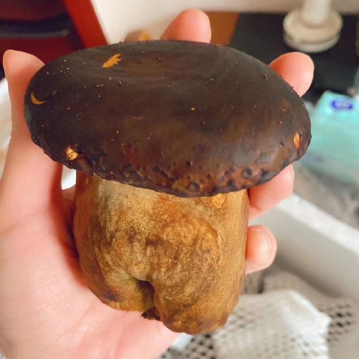 贞丰县西双版纳、贵州一级新鲜牛肝菌
