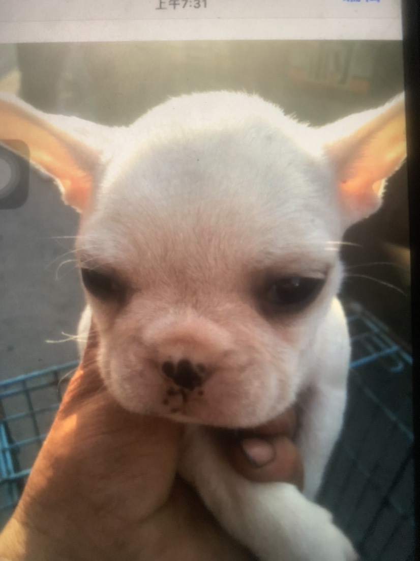 法国斗牛犬