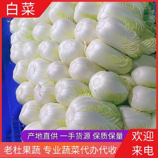 长阳县白菜 黄心白菜 高山白菜 产地直供
