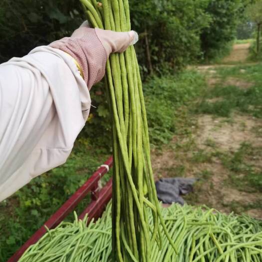 新沂市豆角