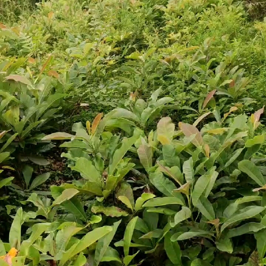 鹤峰县厚朴苗 基地直销 大量现货 可远程看货 免费提供种植技术