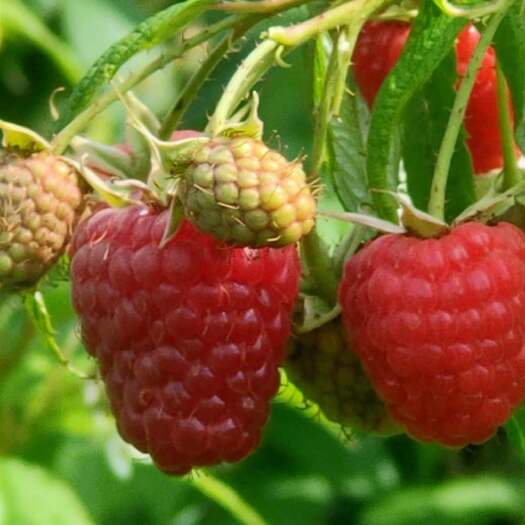 树莓苗，树莓苗该品种当年栽苗当年结果，产量高。