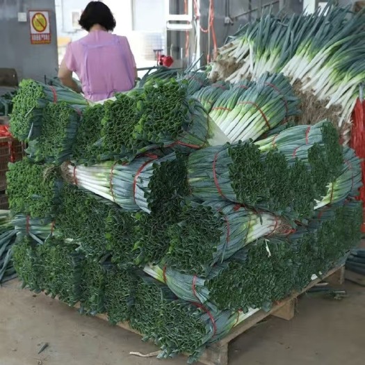 宕昌县大葱￼