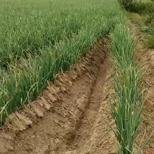 榆林红葱
