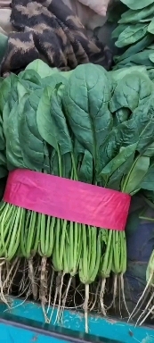 邯郸精品菠菜大量上市   可视频看货