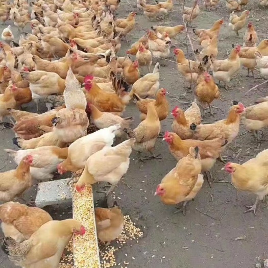 枣阳市长期供应优质土鸡苗苏禽一代皖南黄