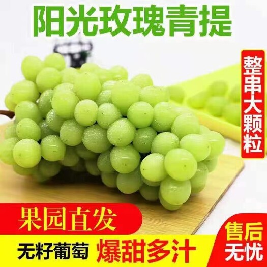 晋州市净果1.5元阳光玫瑰晴王葡萄农户直销