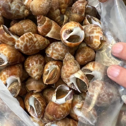 福州巴基花螺，印度花螺