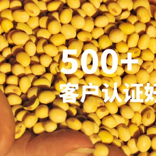 五河县黄豆大量上市.安徽黄豆批发.量大从优.蛋白43.诚信经营.欢