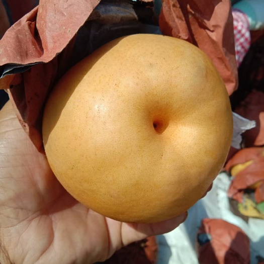 唐河县晚秋黄梨