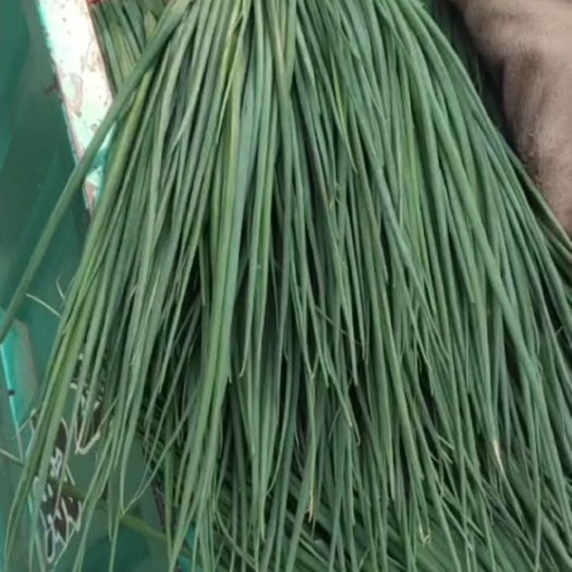 邯郸小葱