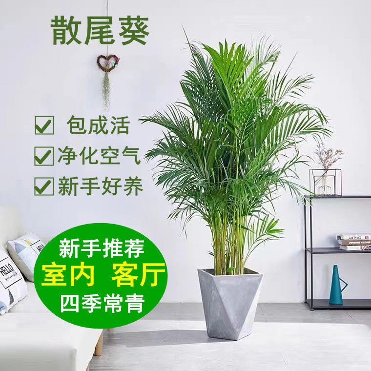 杭州散尾葵盆栽凤尾竹室内客厅办公室大型北欧风绿植富贵椰子花卉植物