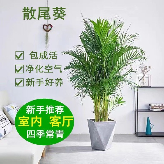 杭州散尾葵盆栽凤尾竹室内客厅办公室大型北欧风绿植富贵椰子花卉植物