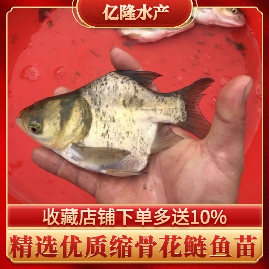 广州缩骨大头鱼苗批发，支持空运，客运，快递，送货上门