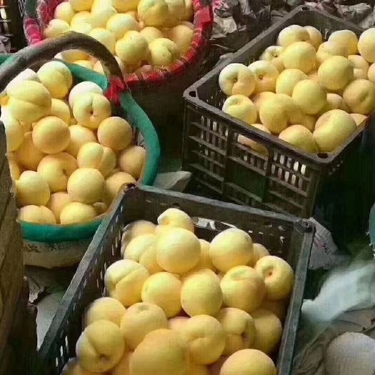 扶风县求求老板收了我家黄桃