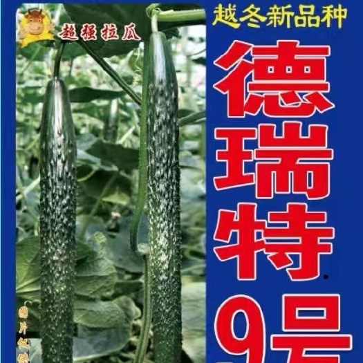 黄瓜种苗  黄瓜苗 全雌强雌黄瓜苗 冬春一大茬德瑞特黄瓜苗